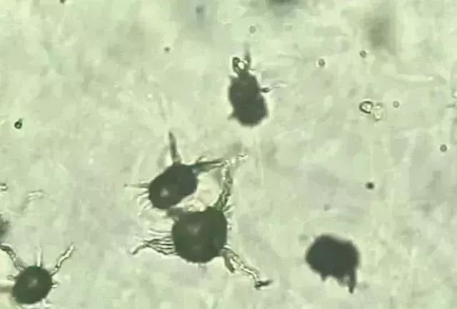 1749452982841610.jpg 30a26e0229b54f6ccbf3759825e1a771.jpg